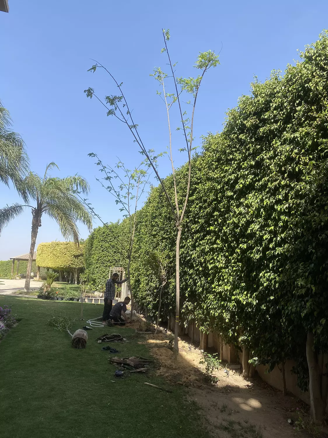 Pink Acacia 5