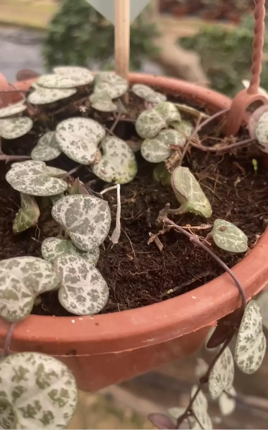 Hanging String Of Hearts 2