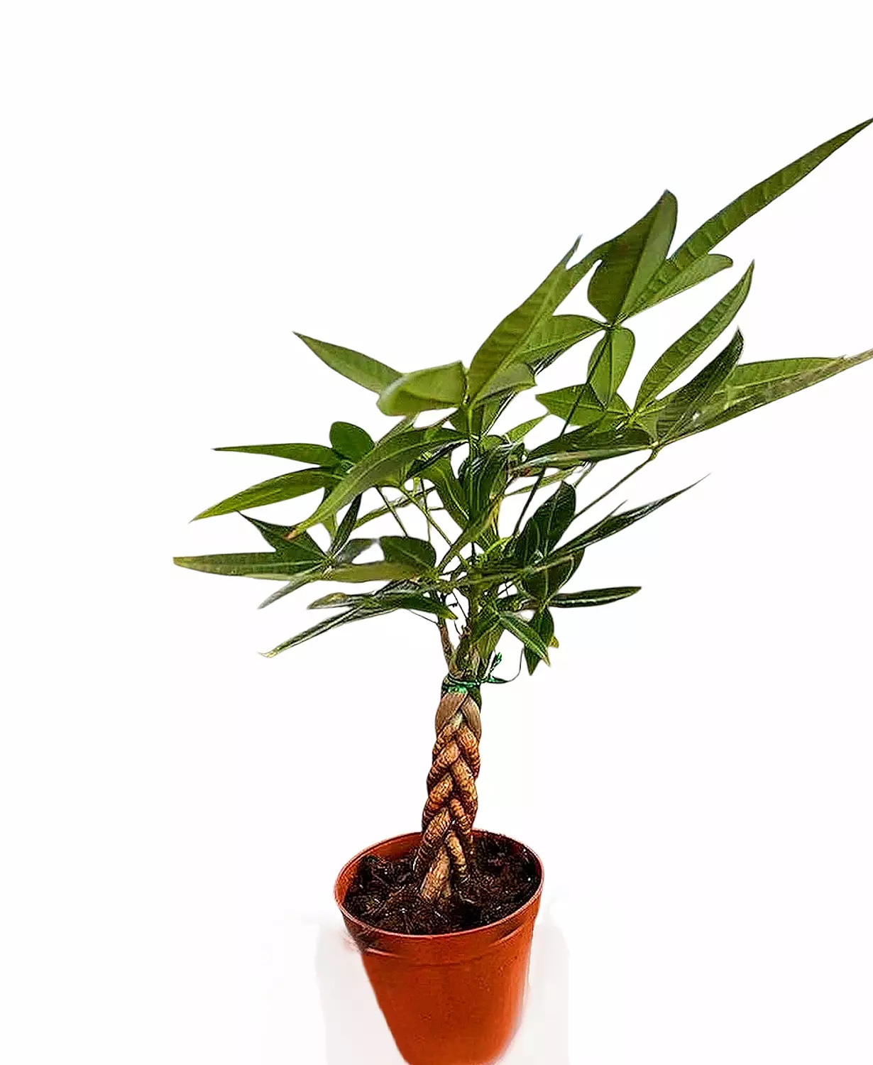 Baby Money Tree  1
