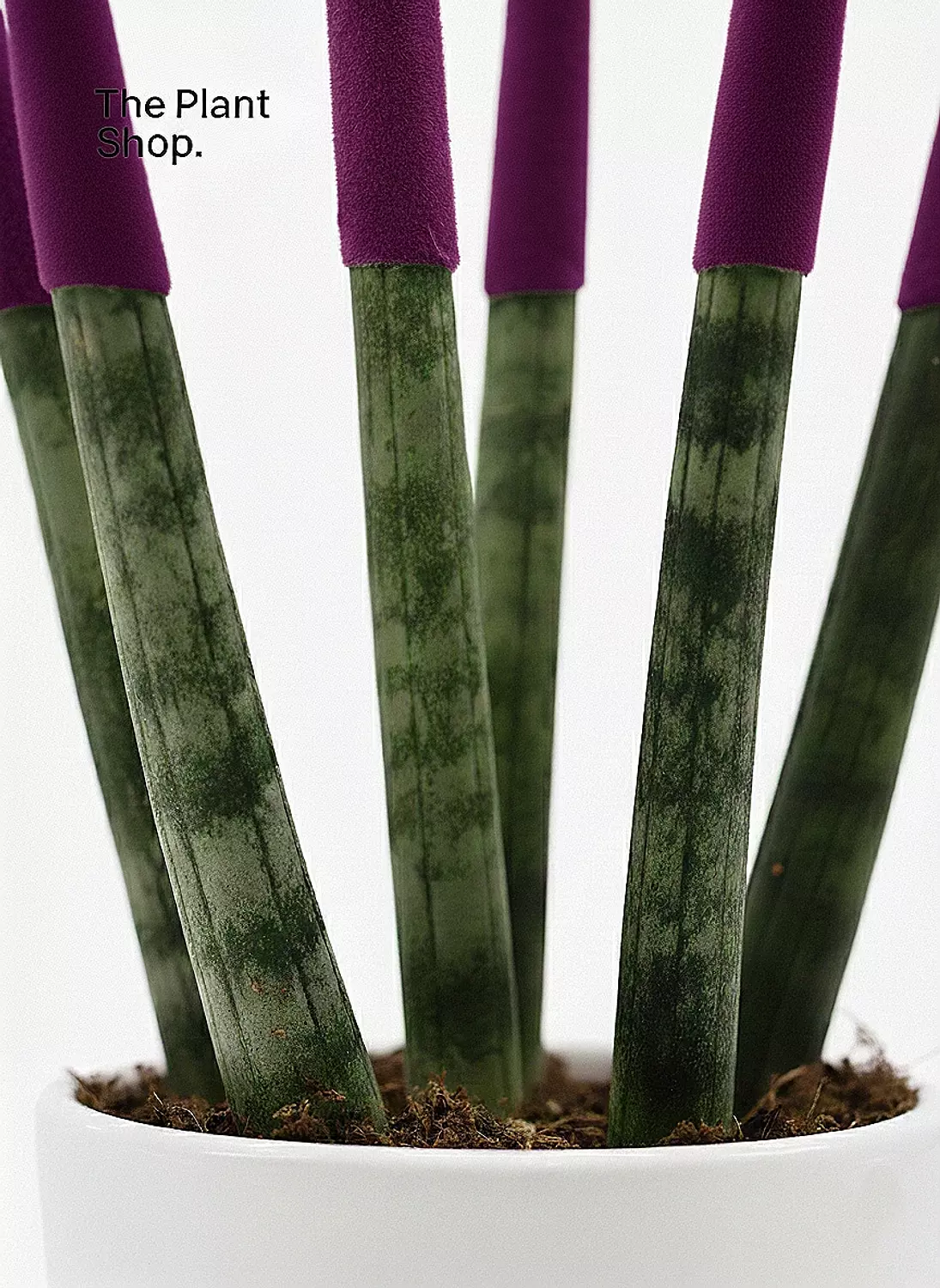 Spear Sansevieria 12