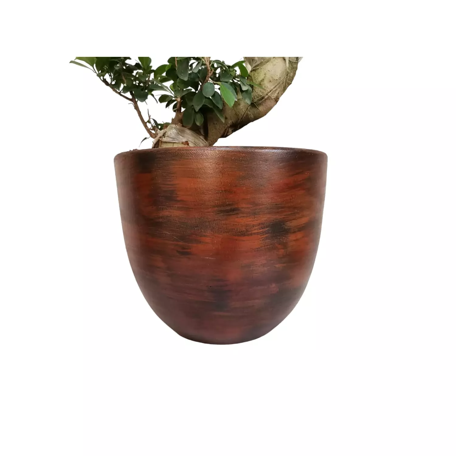 Aeonium 2