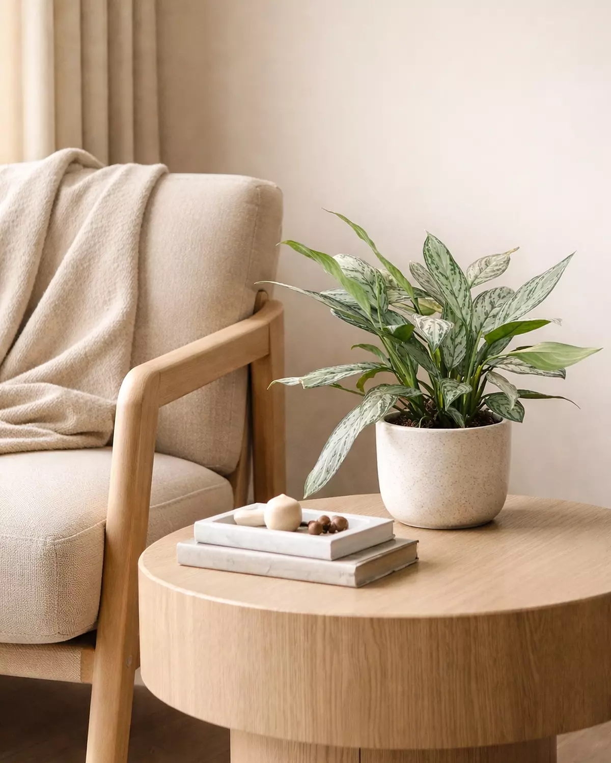 Aglaonema 'Silver Queen'