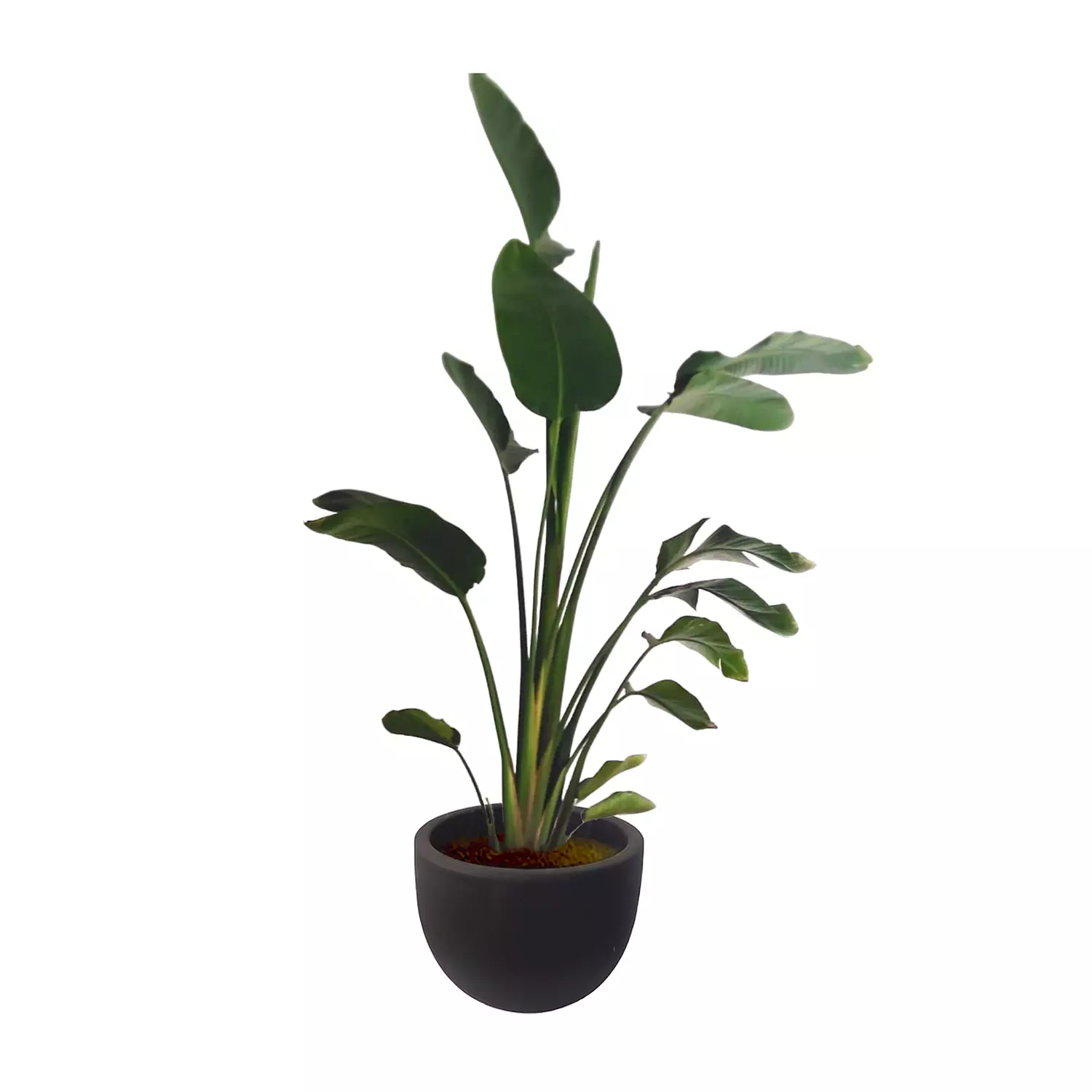 Augusta ''Banana Tree''  3