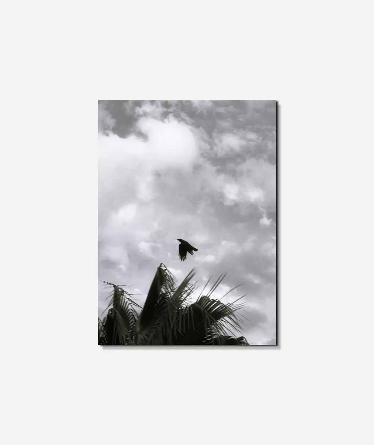  A lone bird rising through clouds and palms timeless in black and white image