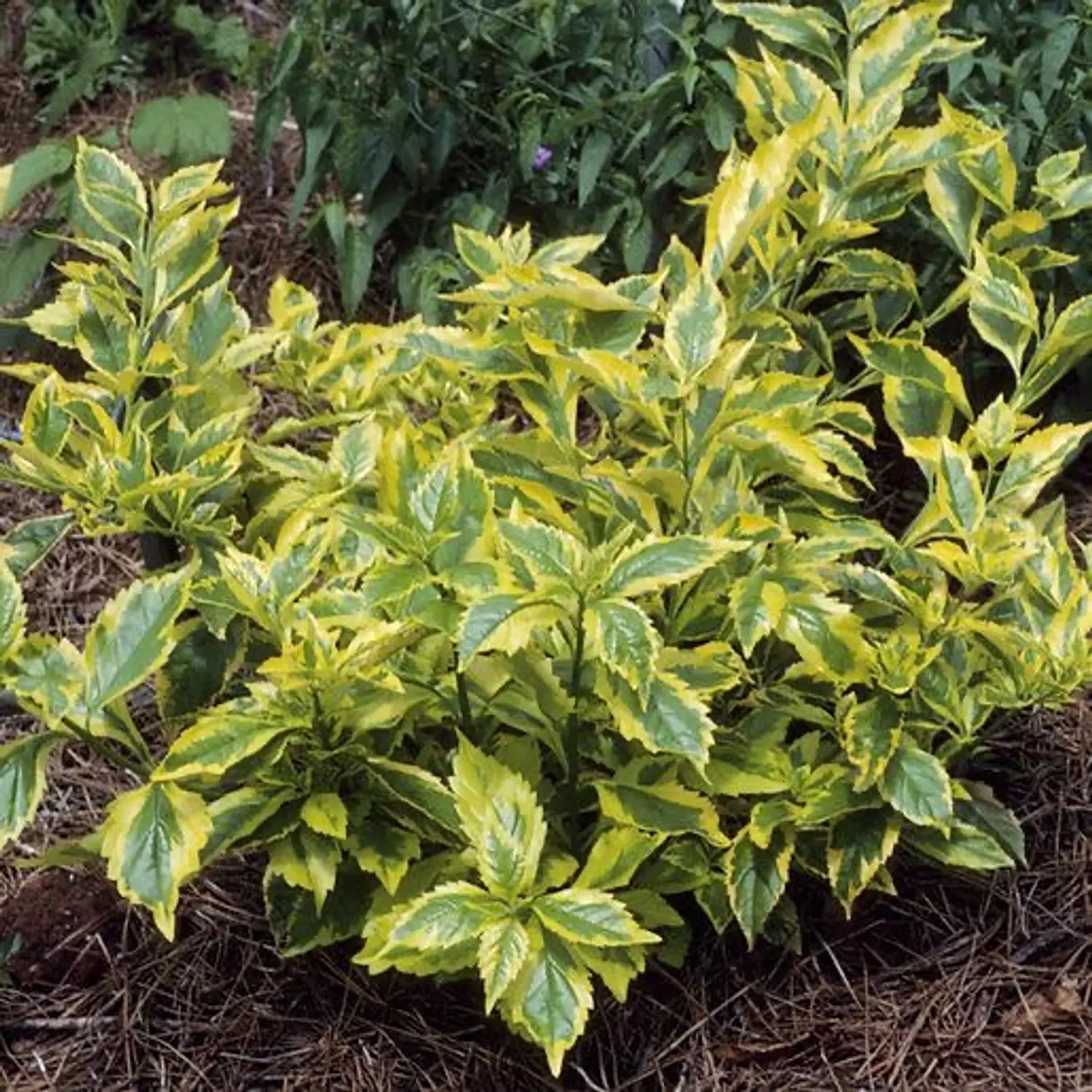 Duranta Gold hover image