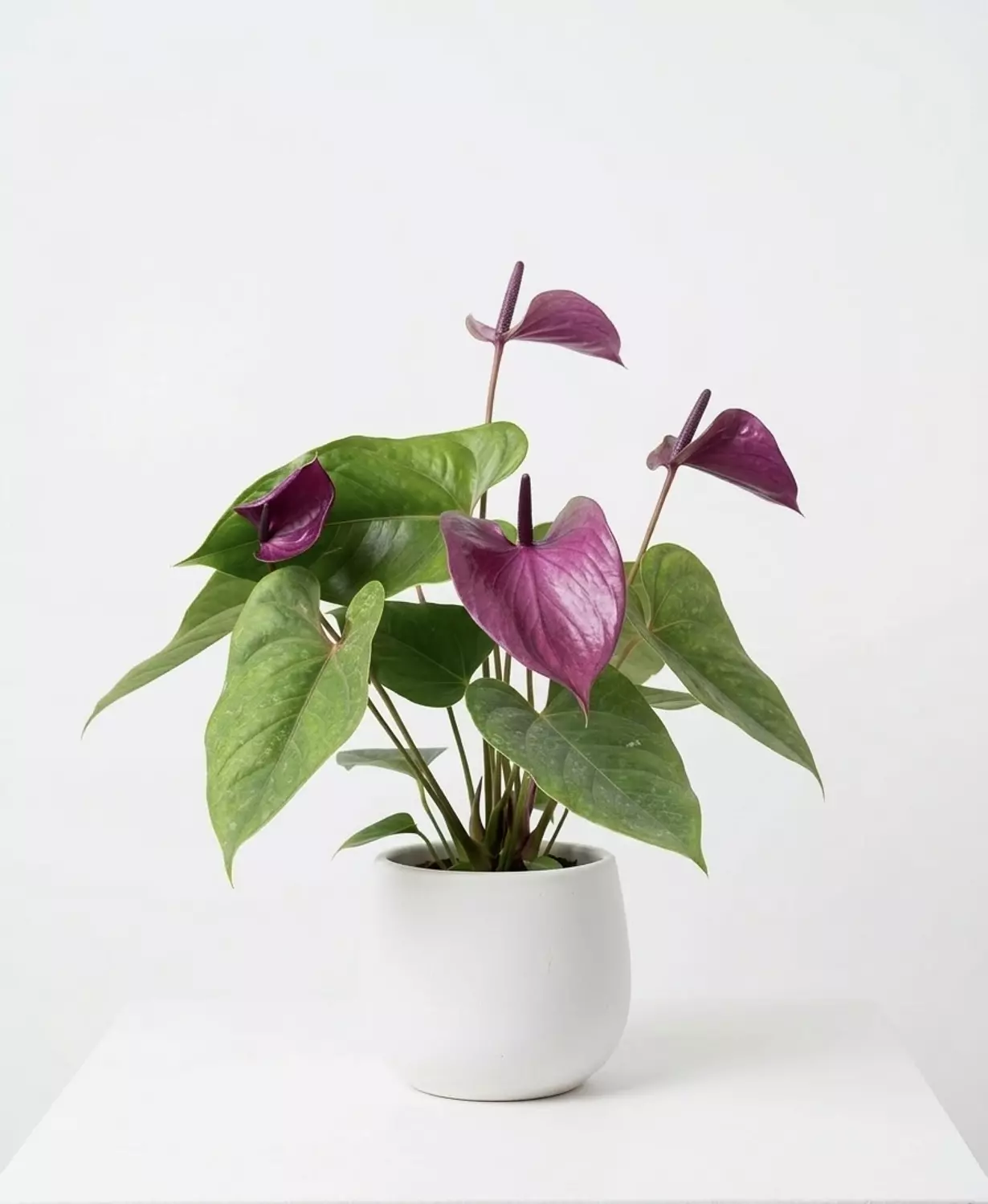 Anthurium Purple  image