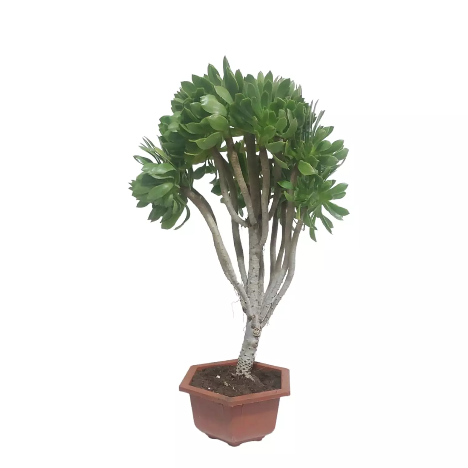 Aeonium 1