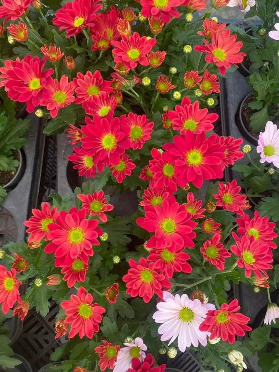 Chrysanthemum  3