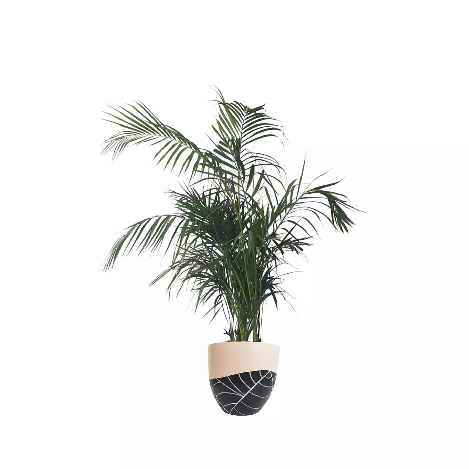 Areca Palm  4
