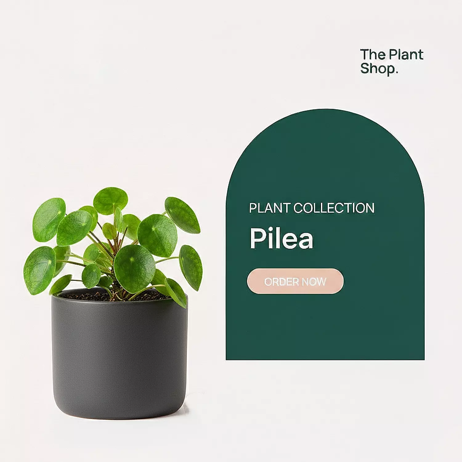 Pilea ( Chinese Money ) image