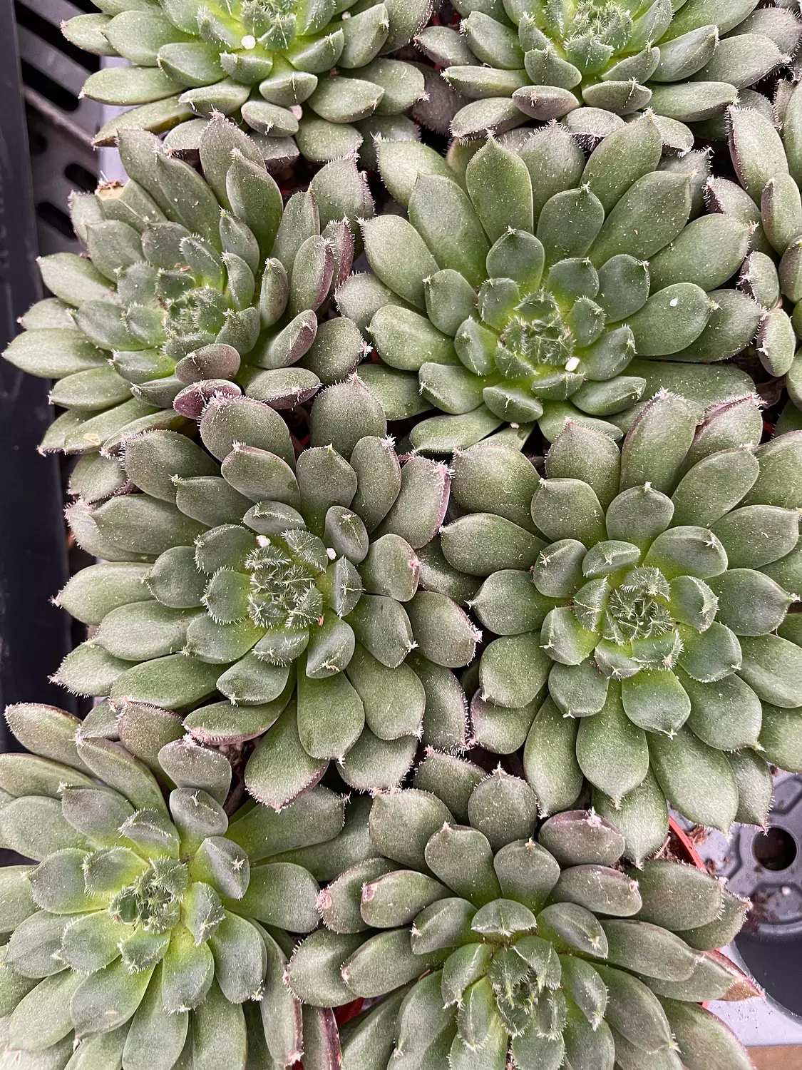 Echeverias Cactus - Shape 3 image