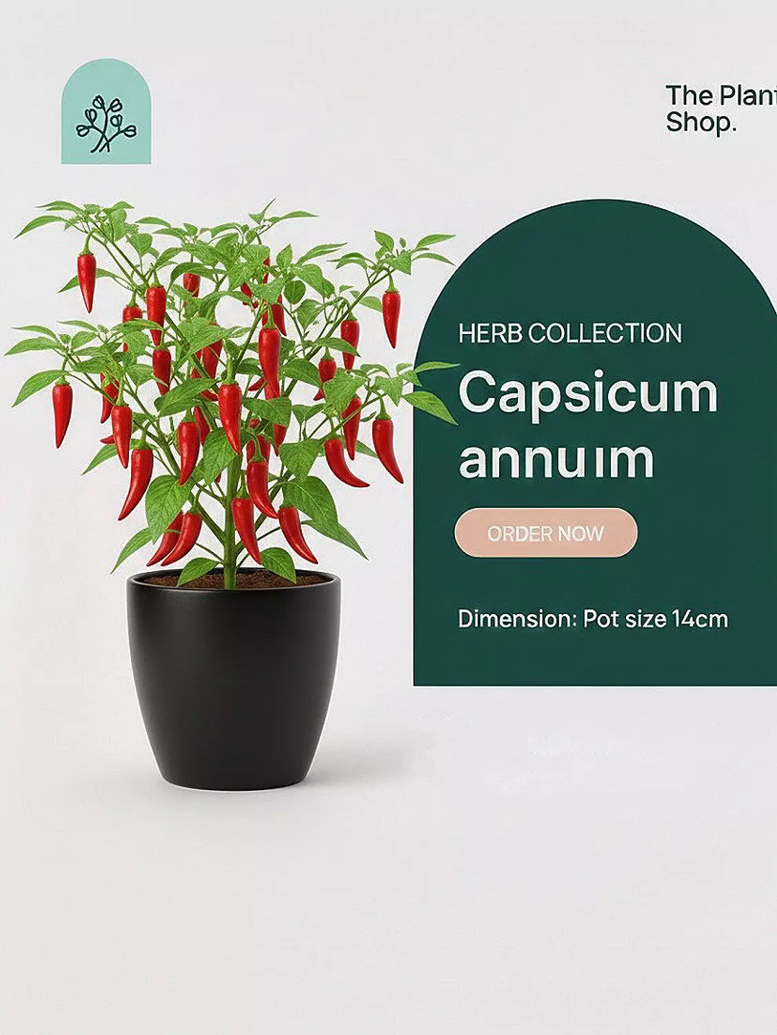 Capsicum annuum image