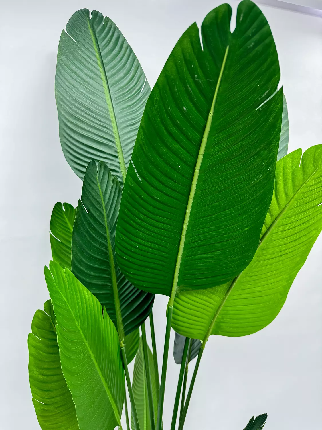  banana tree 13 leaves without pot  1
