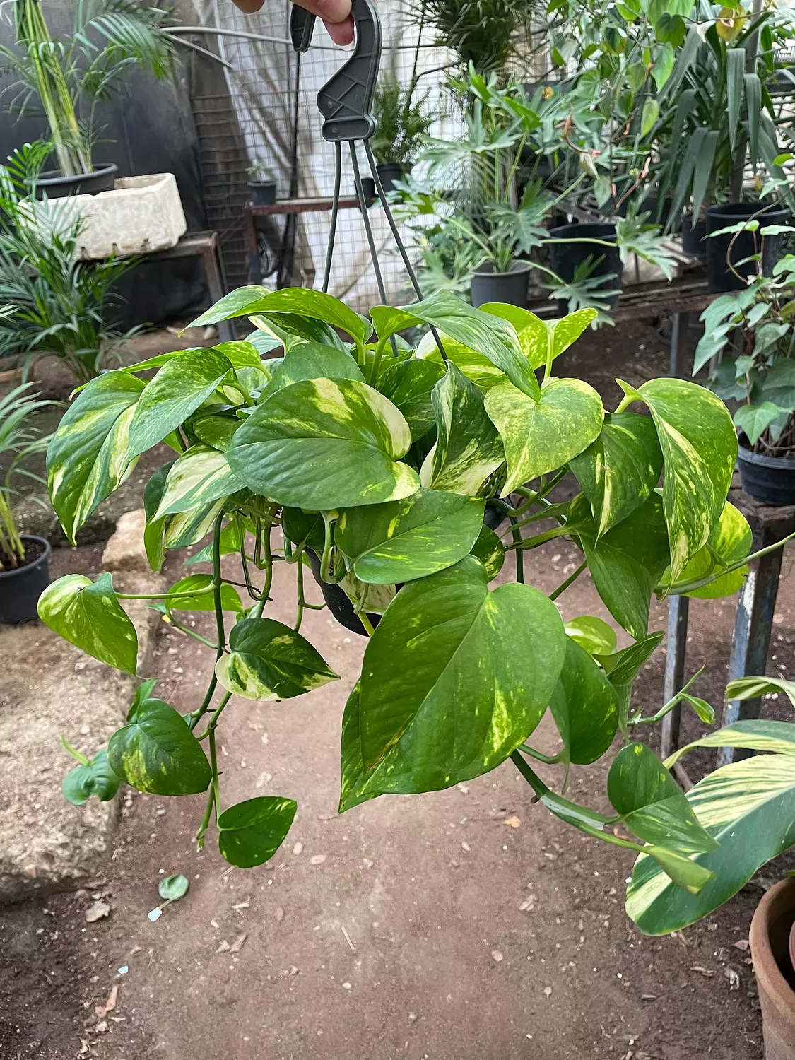 Hanging Golden Pothos image