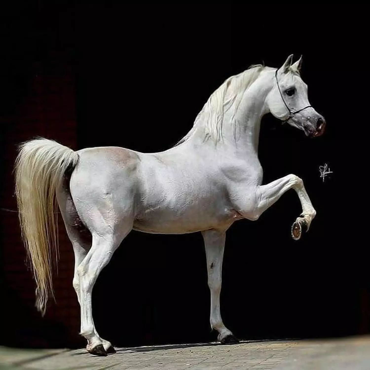 🎖️🌐Darley Arabian: The Arabian Equestrian Legend That Changed the World. 3
