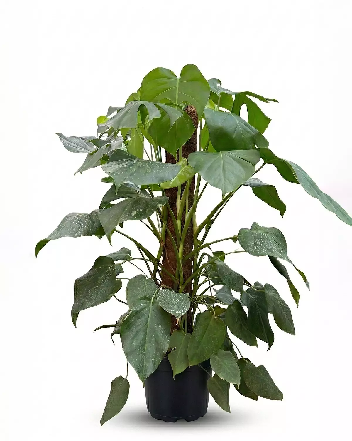 Monstera hover image