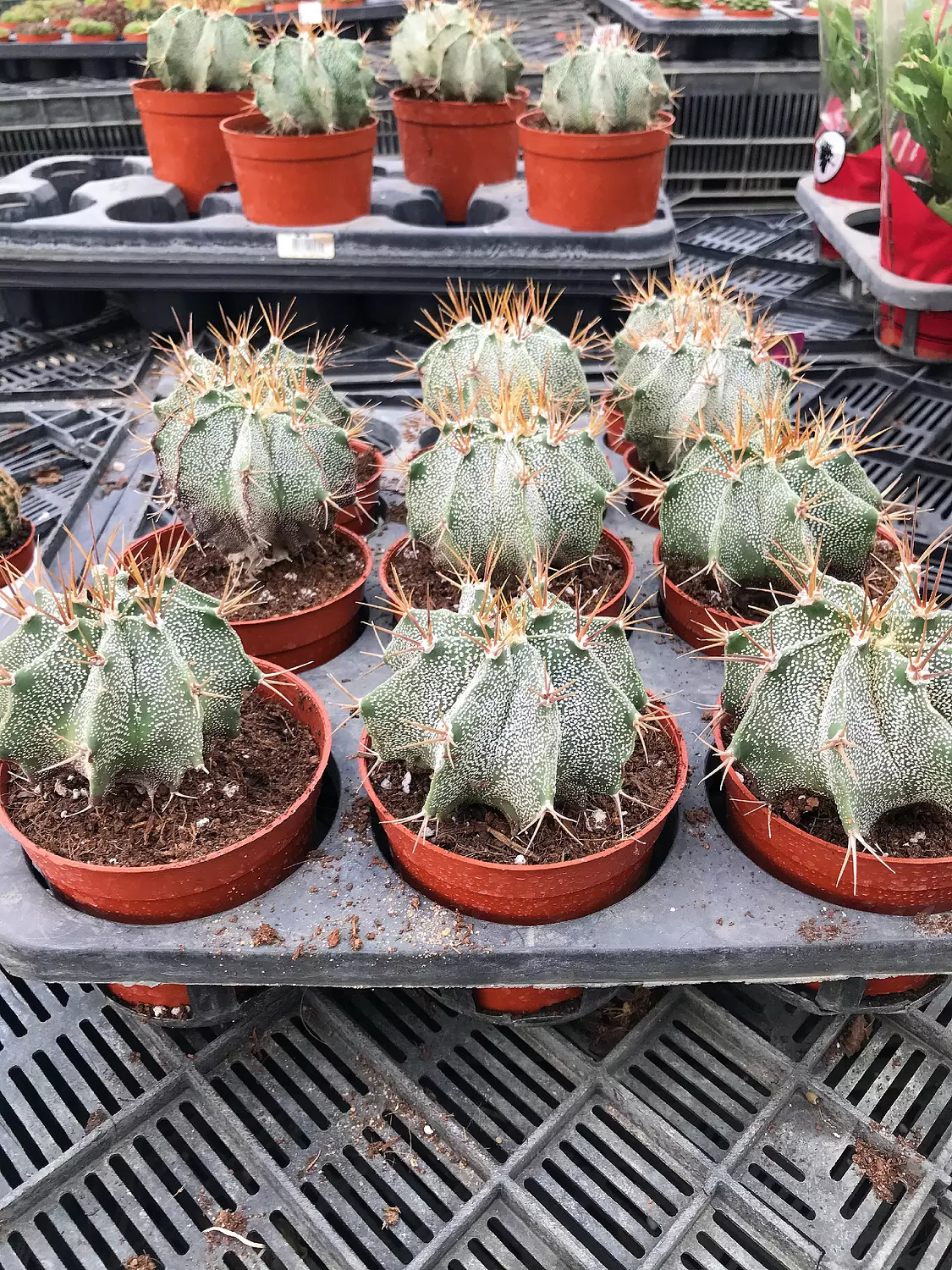 Astrophytum Ornatum 1