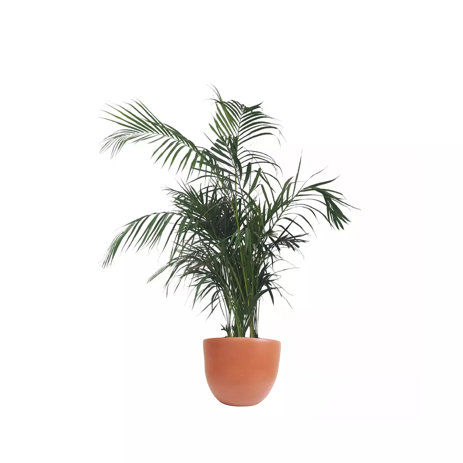Areca Palm  11