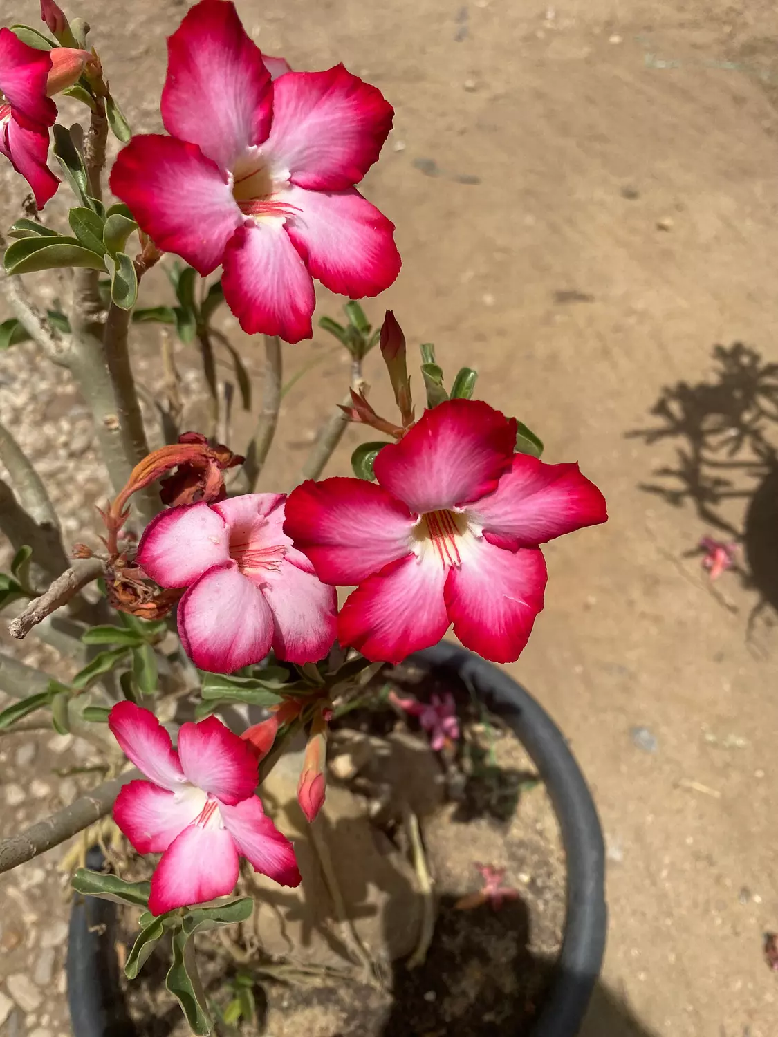 Flowery Bonsai 3