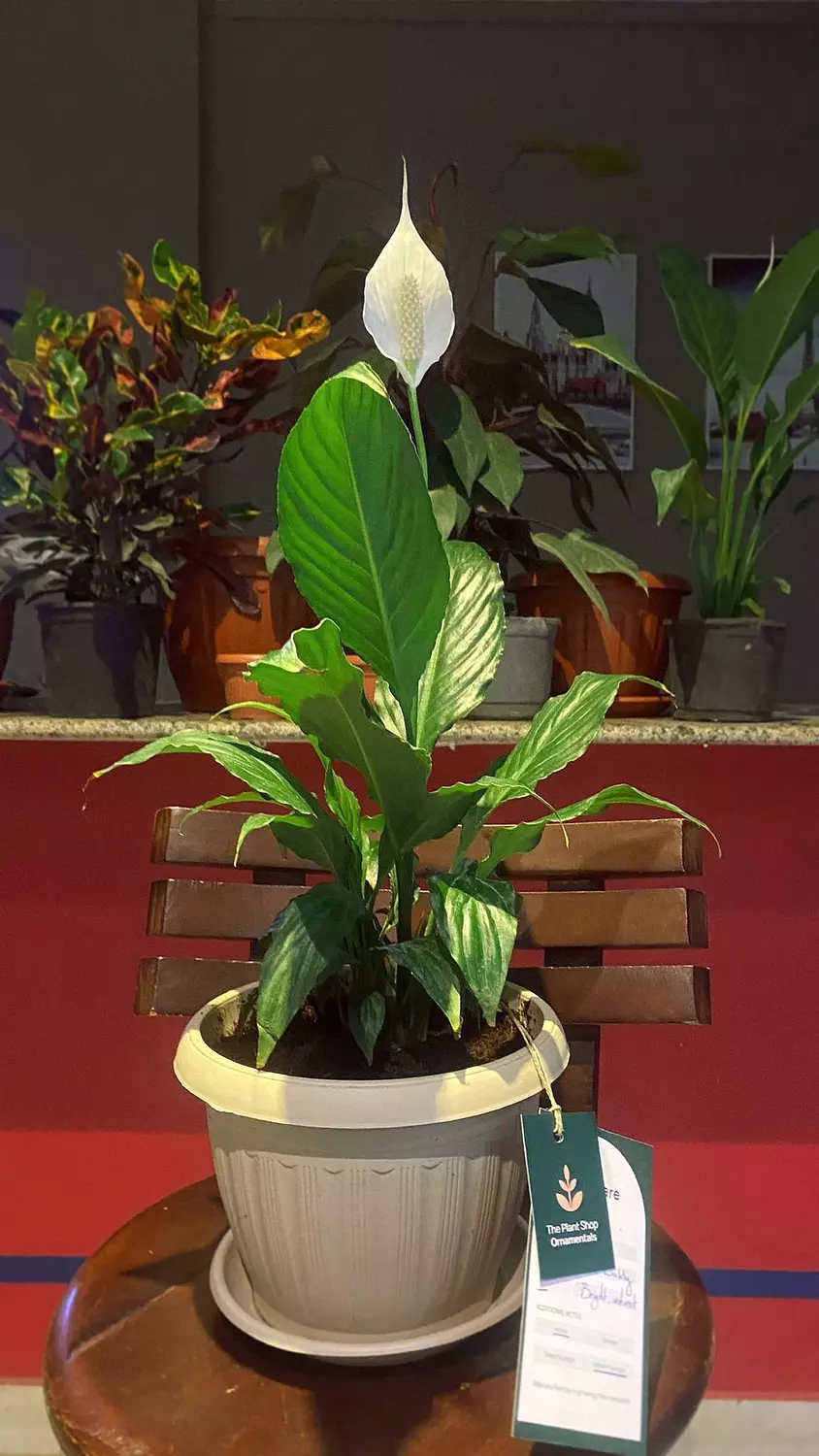 Peace Lily hover image