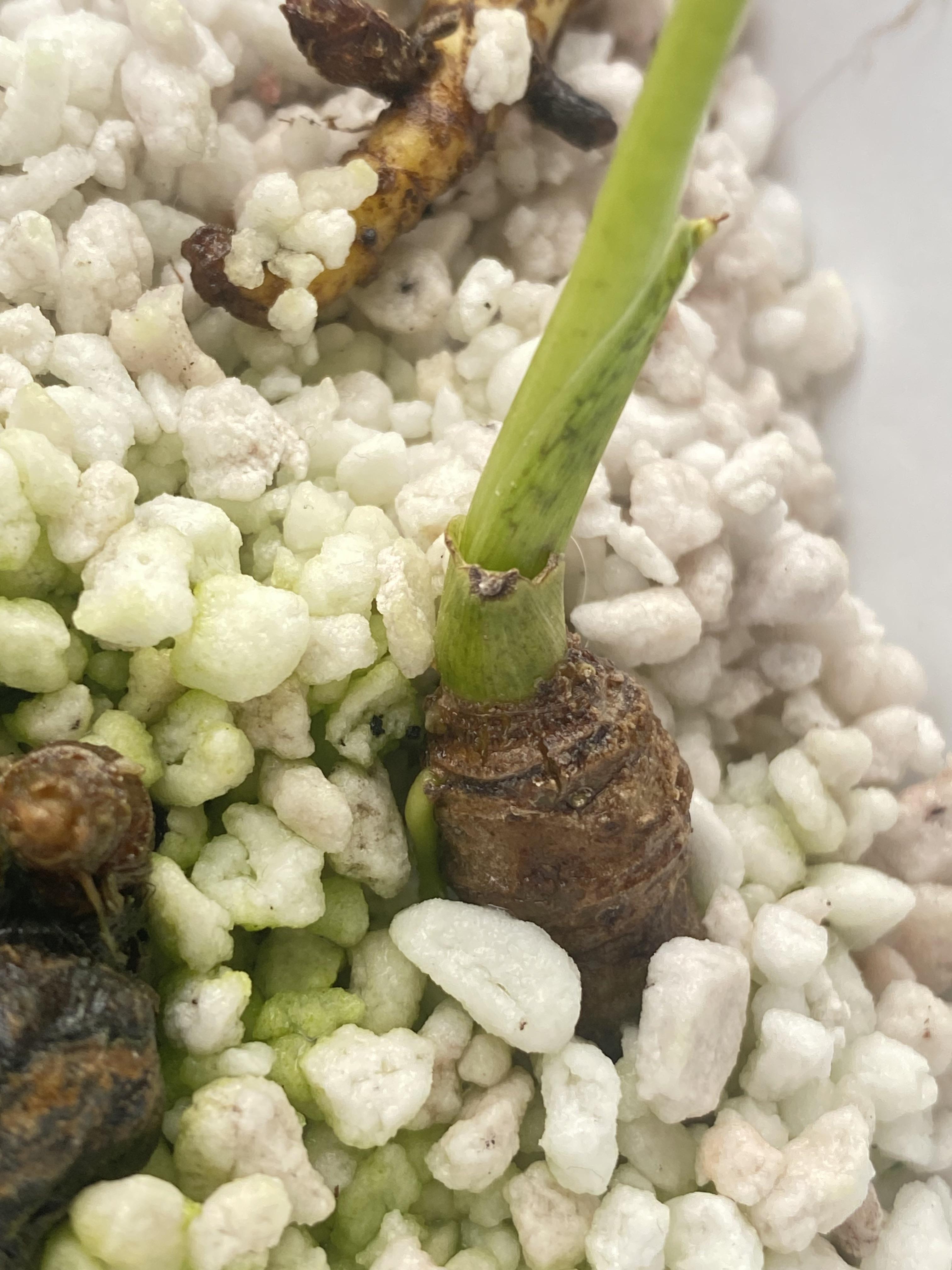 Alocasia corm propagated in YuGrow Coarse Perlite
