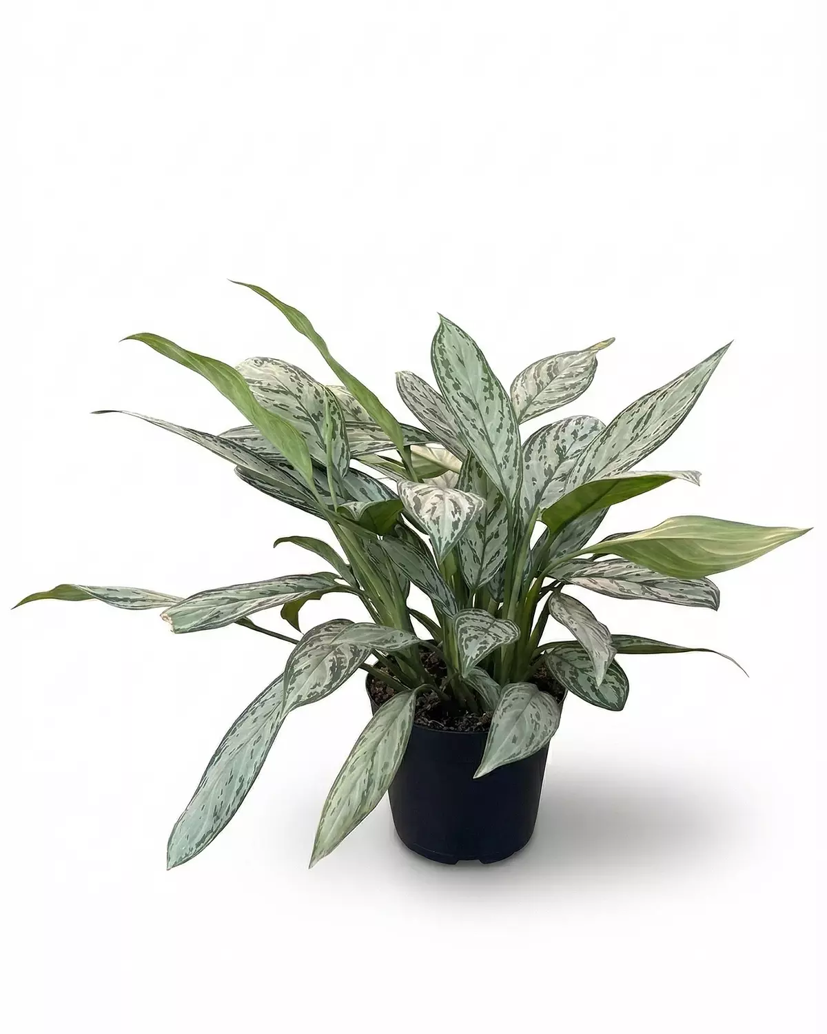 Aglaonema 'Silver Queen' 1