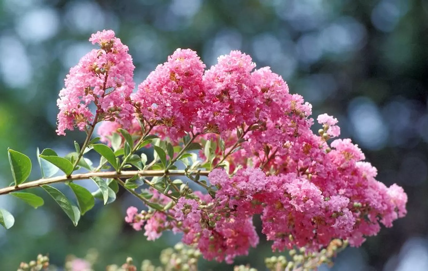 Crepe Myrtle 4