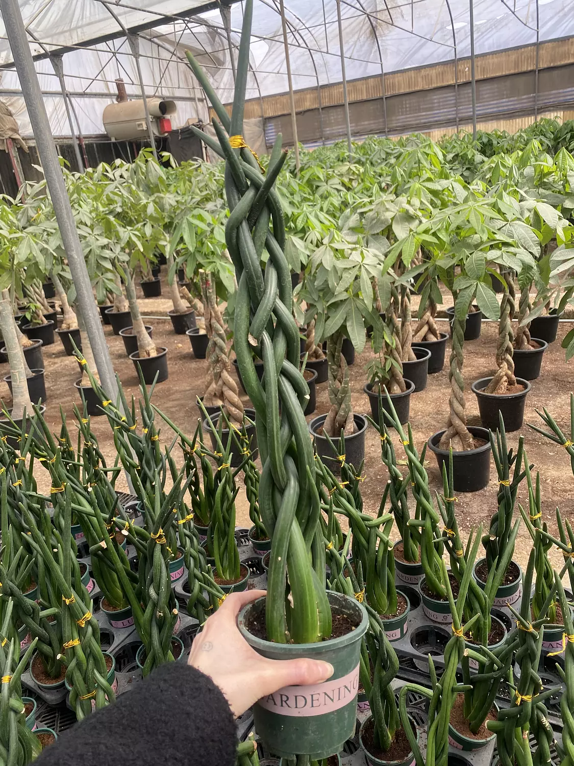 Sansevieria Cylindrica 3