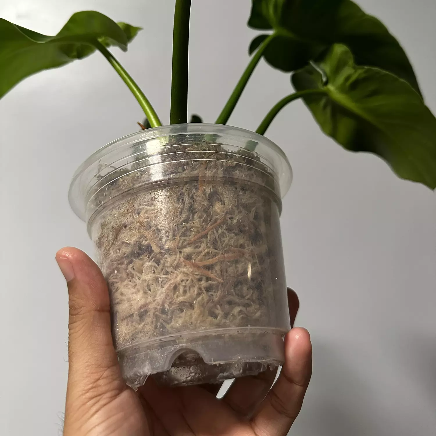 Healthy roots growing in sphagnum moss