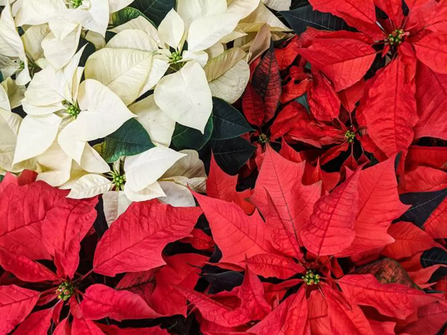 Poinsettia 1