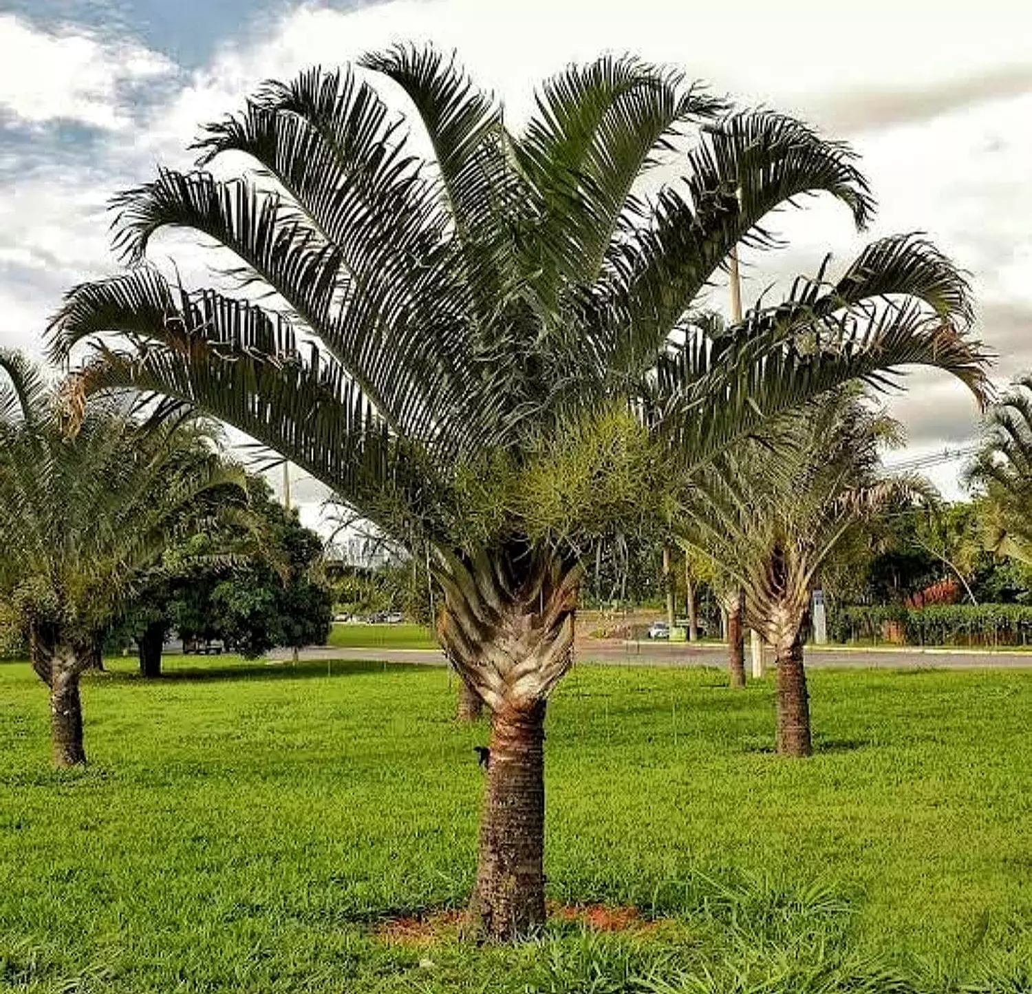 Triangle Palm ( Decaryi ) image