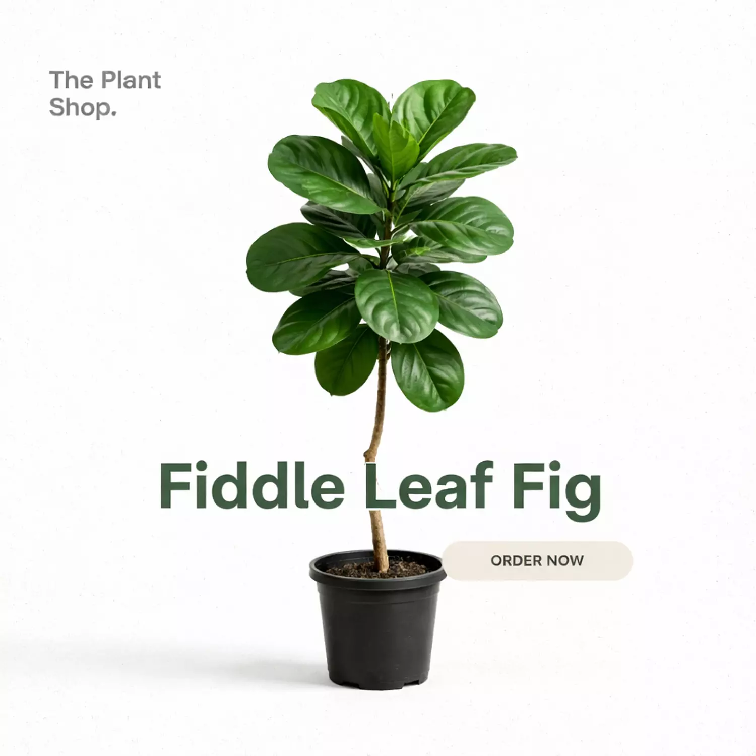 Fiddle Leaf Fig image