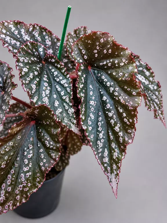 Silver spotted Begonia Corallina leaf