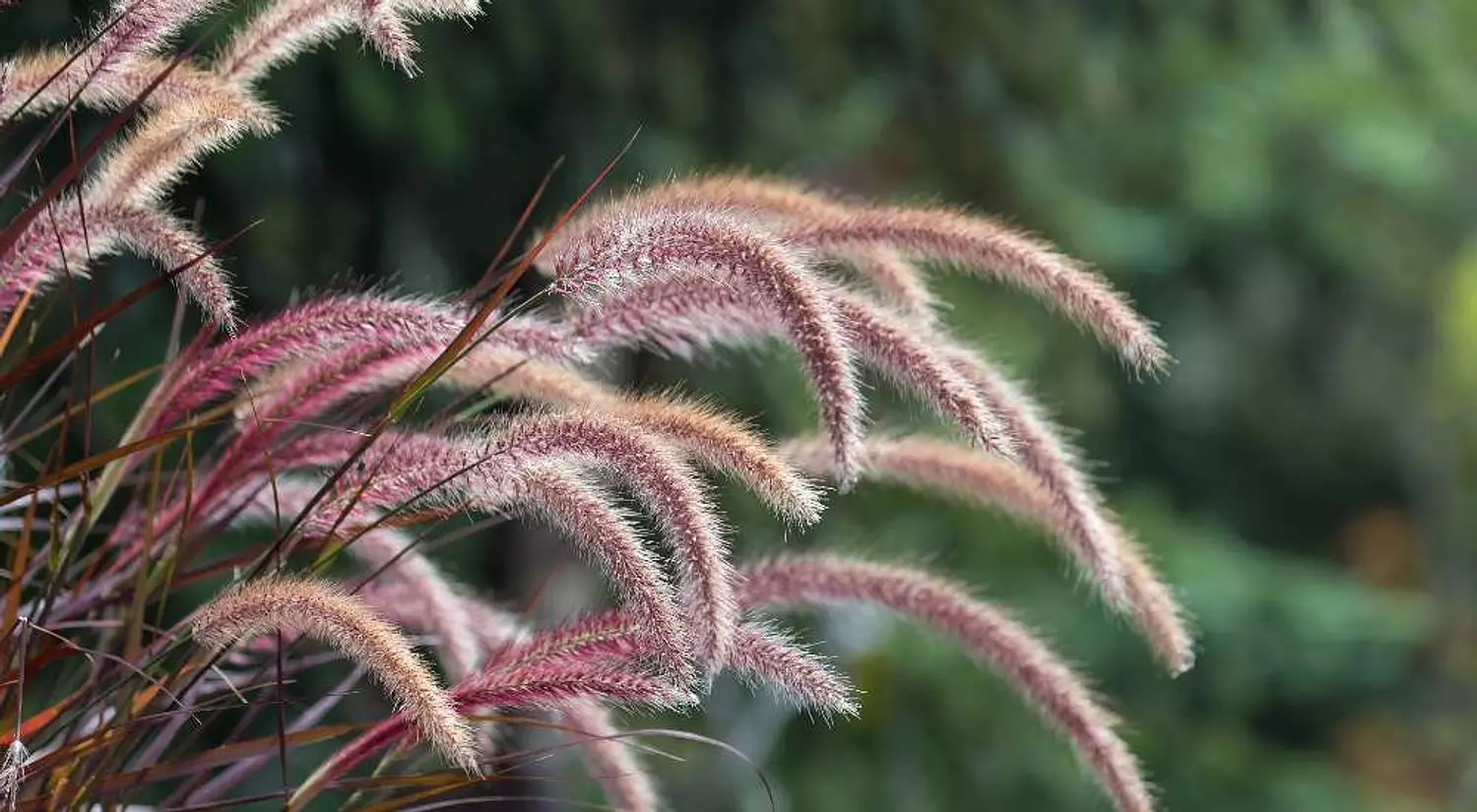 Fountain Grass  2