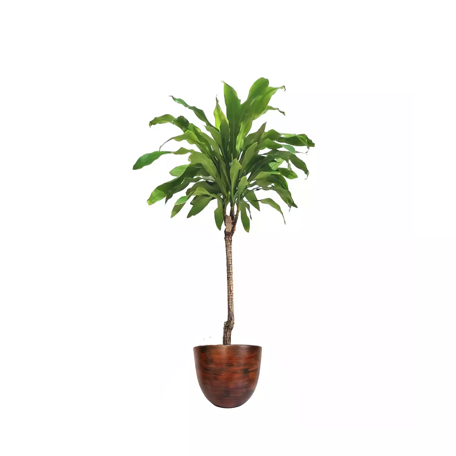 Dracaena fragrans 15