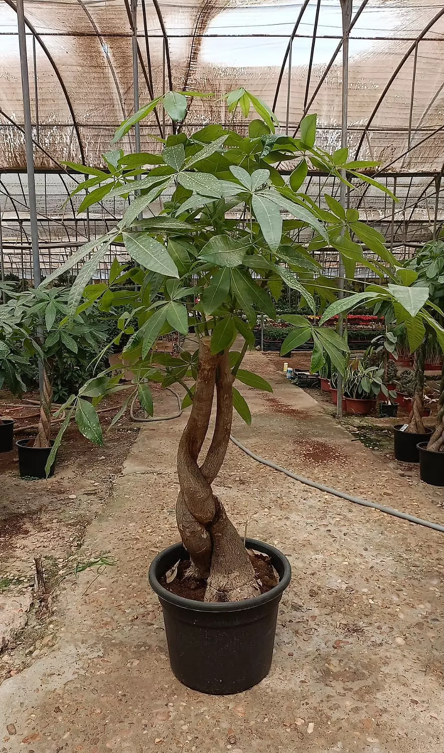 Crazy Money Tree image