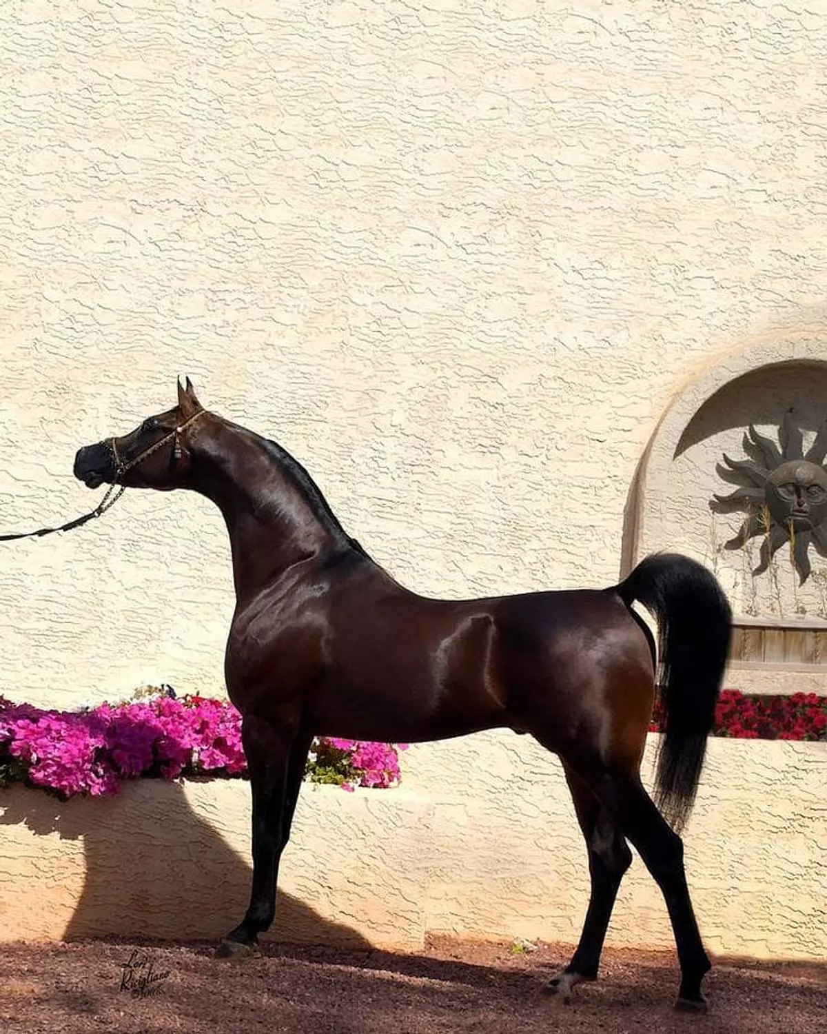 🎖️🌐Darley Arabian: The Arabian Equestrian Legend That Changed the World. 8