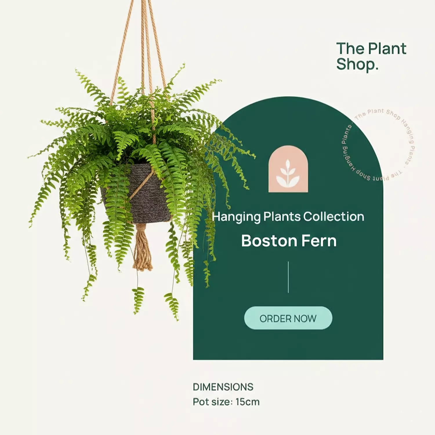 Hanging Boston Fern image