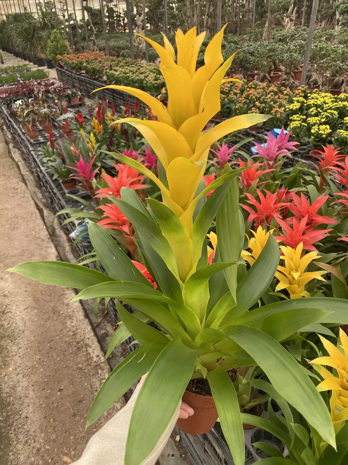 Guzmania hover image