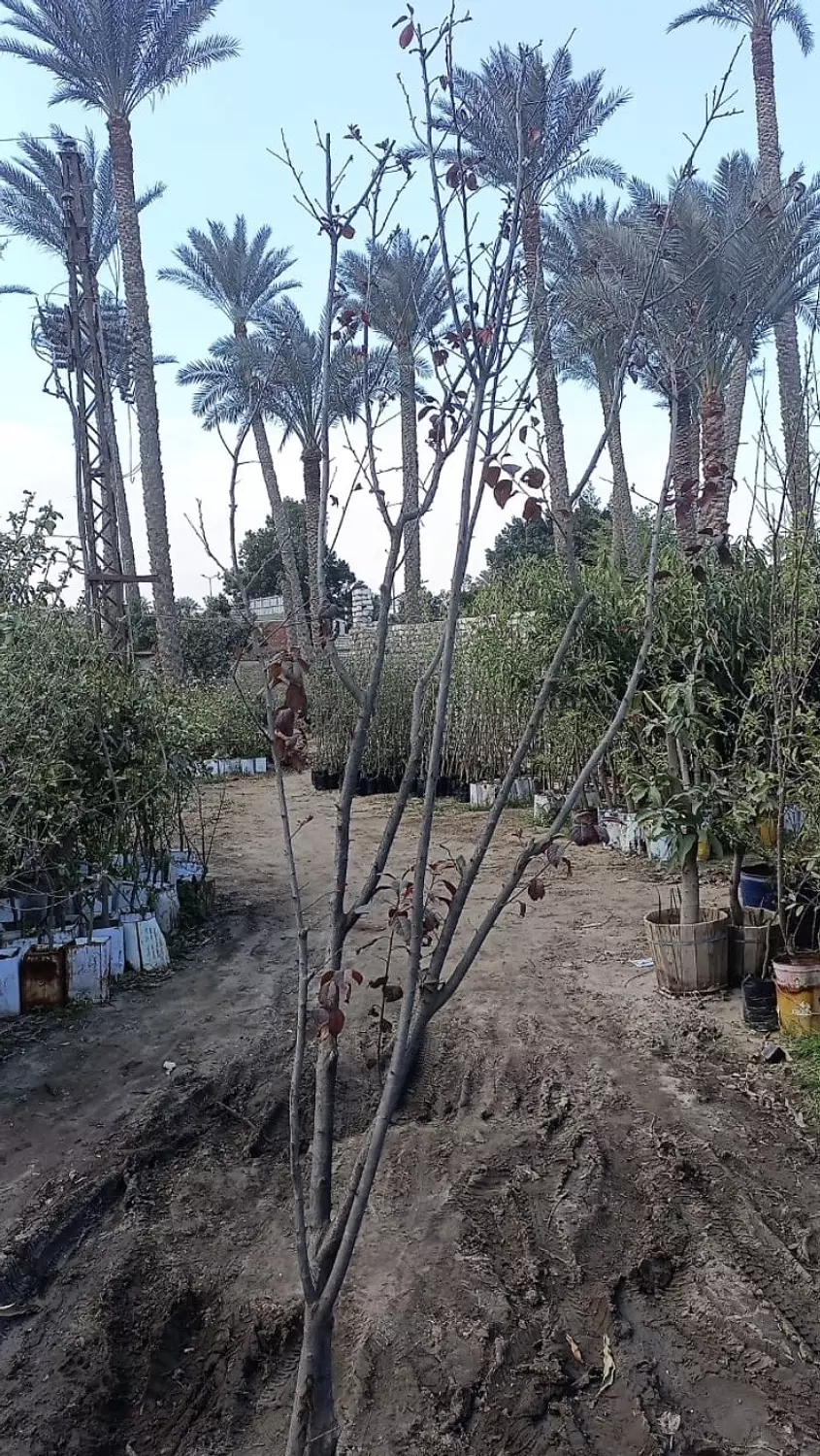 Red Plum Tree hover image
