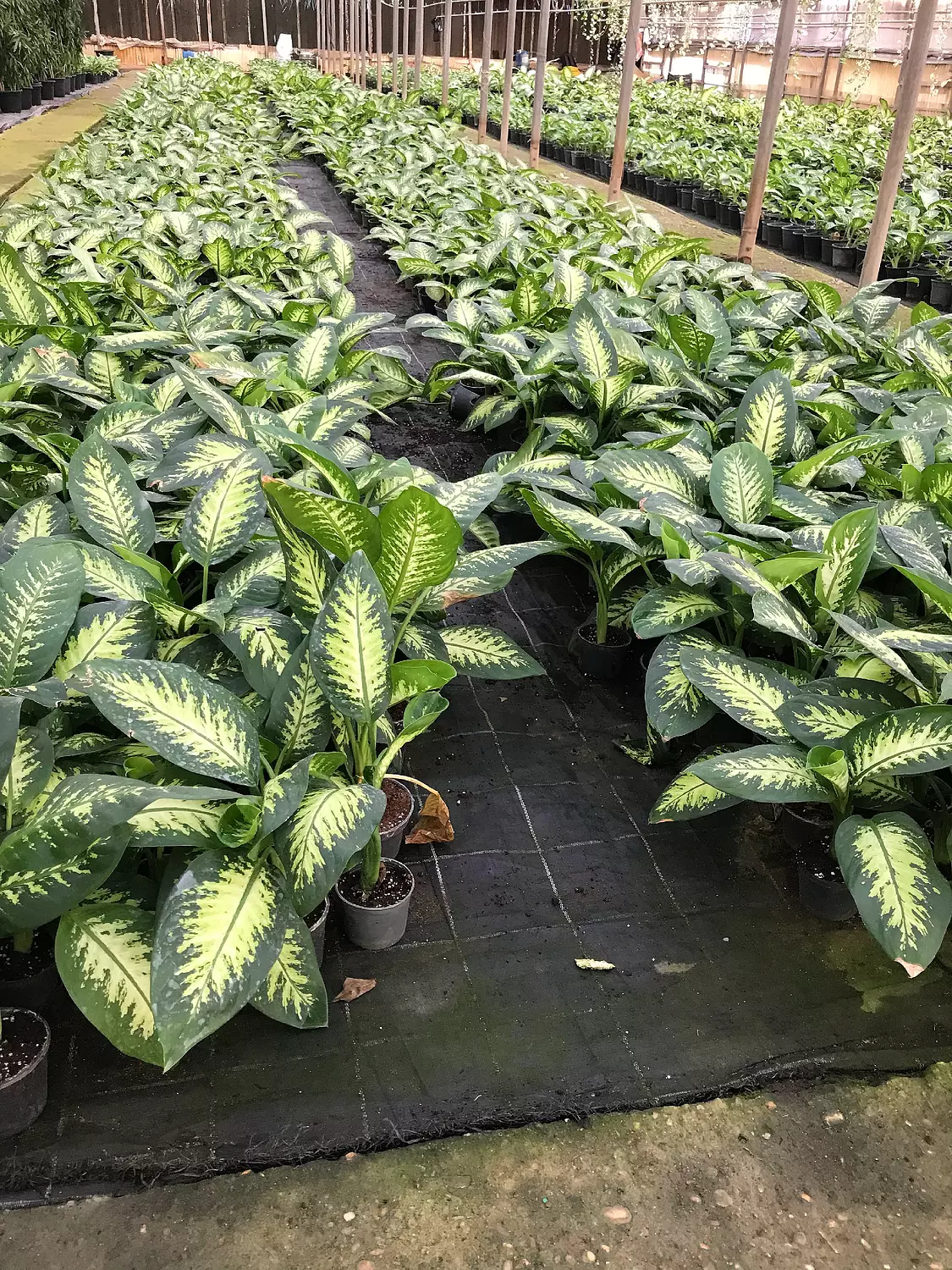 Dieffenbachia Tropic Snow 3