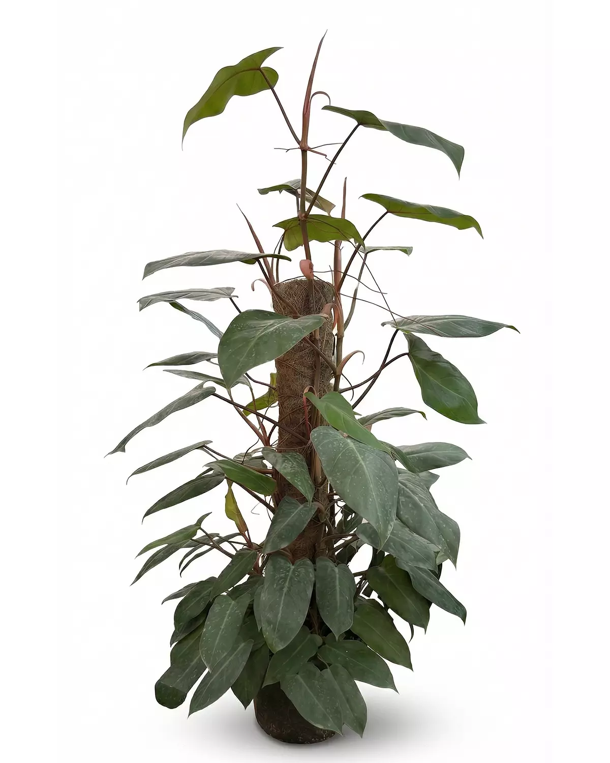 Philodendron Erubescens hover image