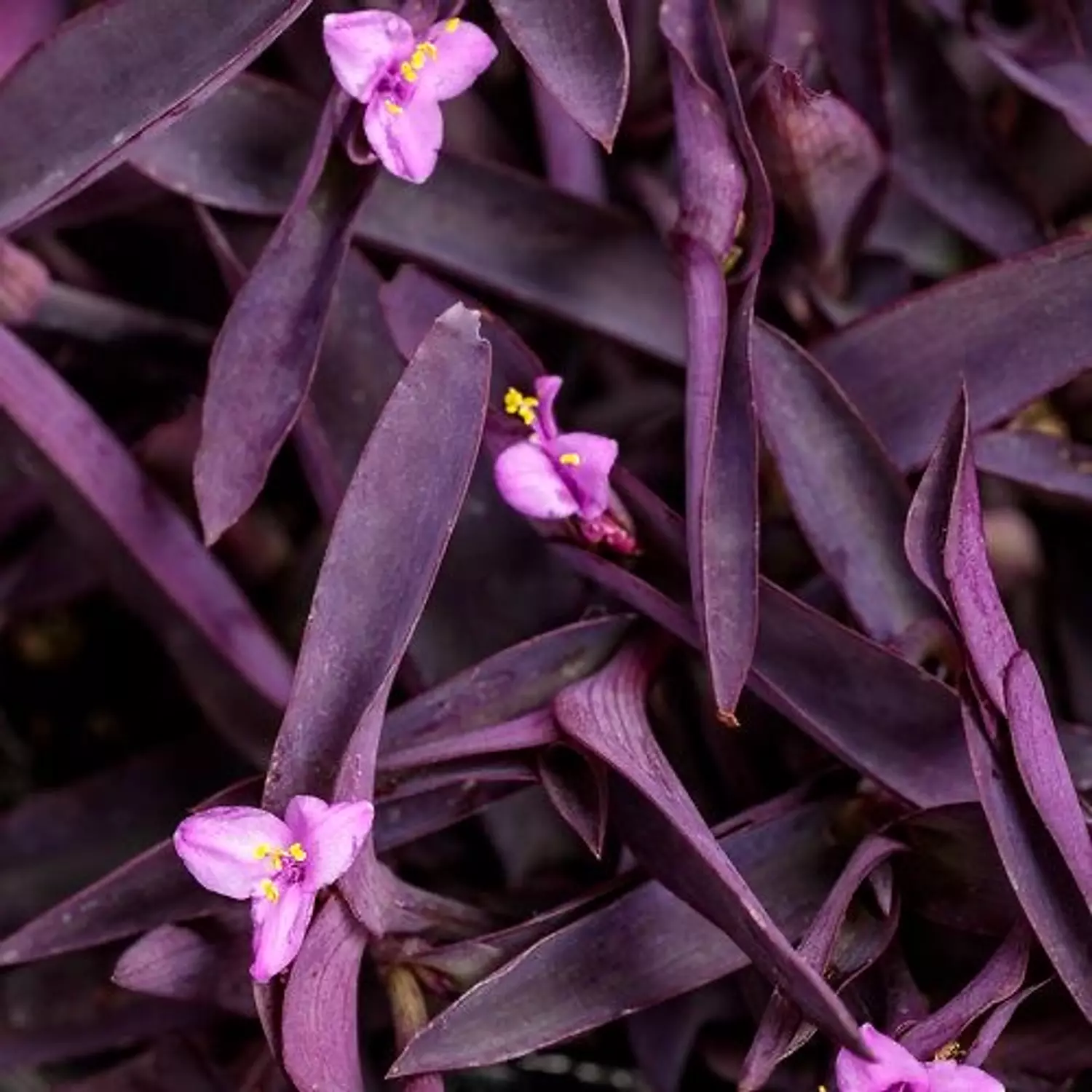 Tradescantia 3