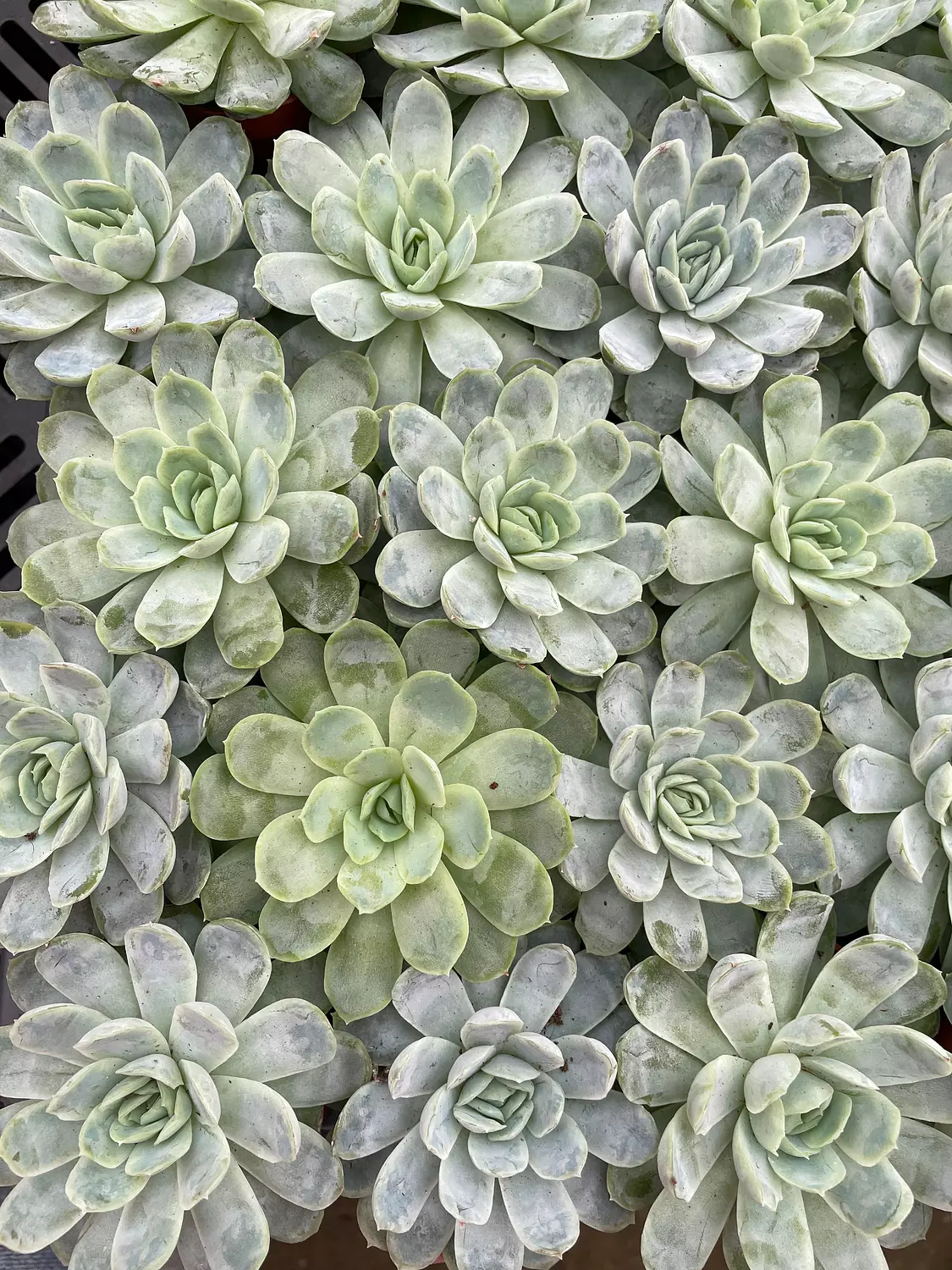 Echeverias Cactus - Shape 2 image