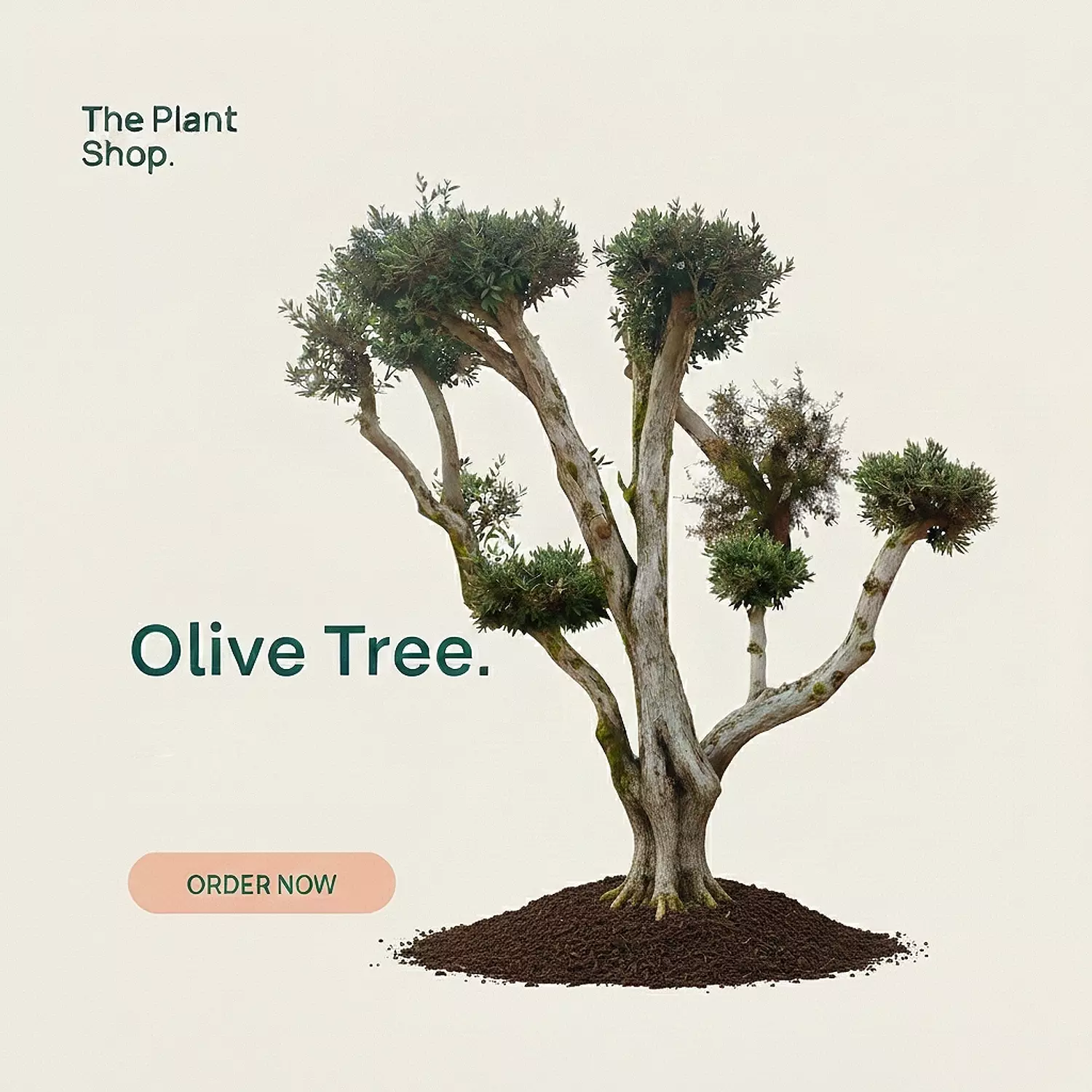 Olive Tree image