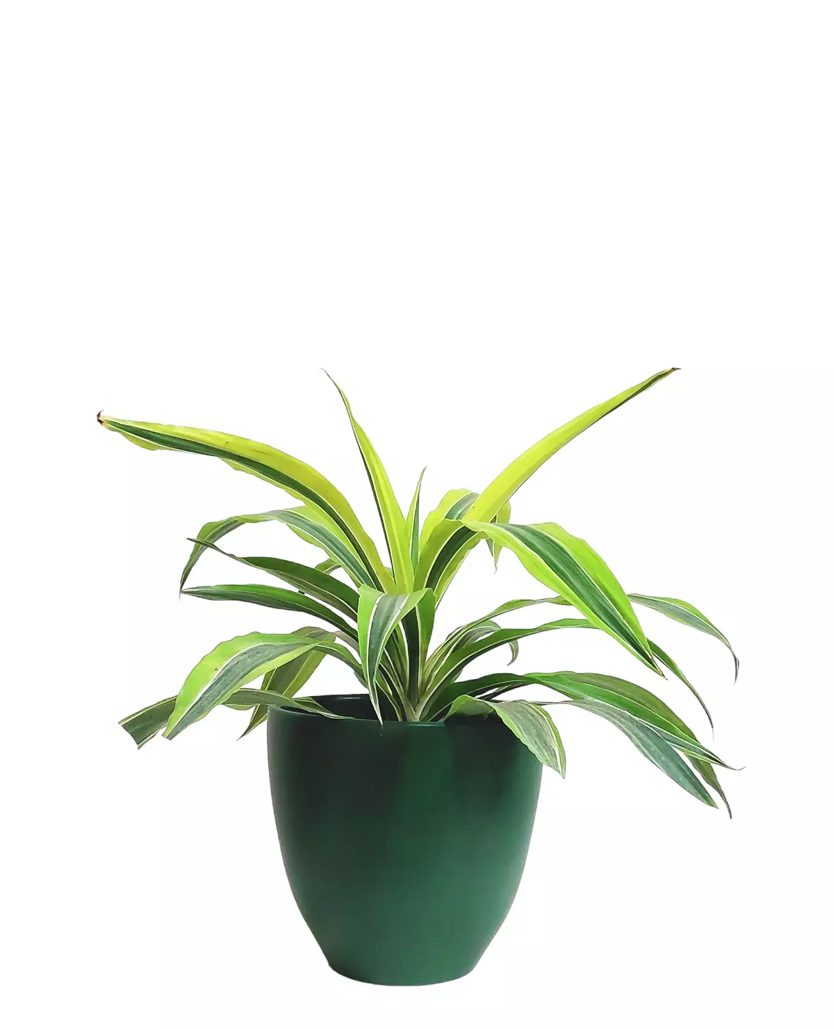Dracaena Song of India image