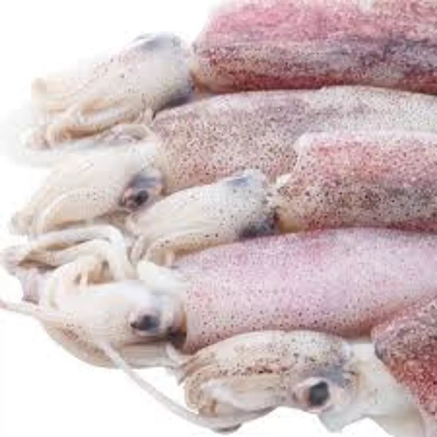 Calamari (Raw) image