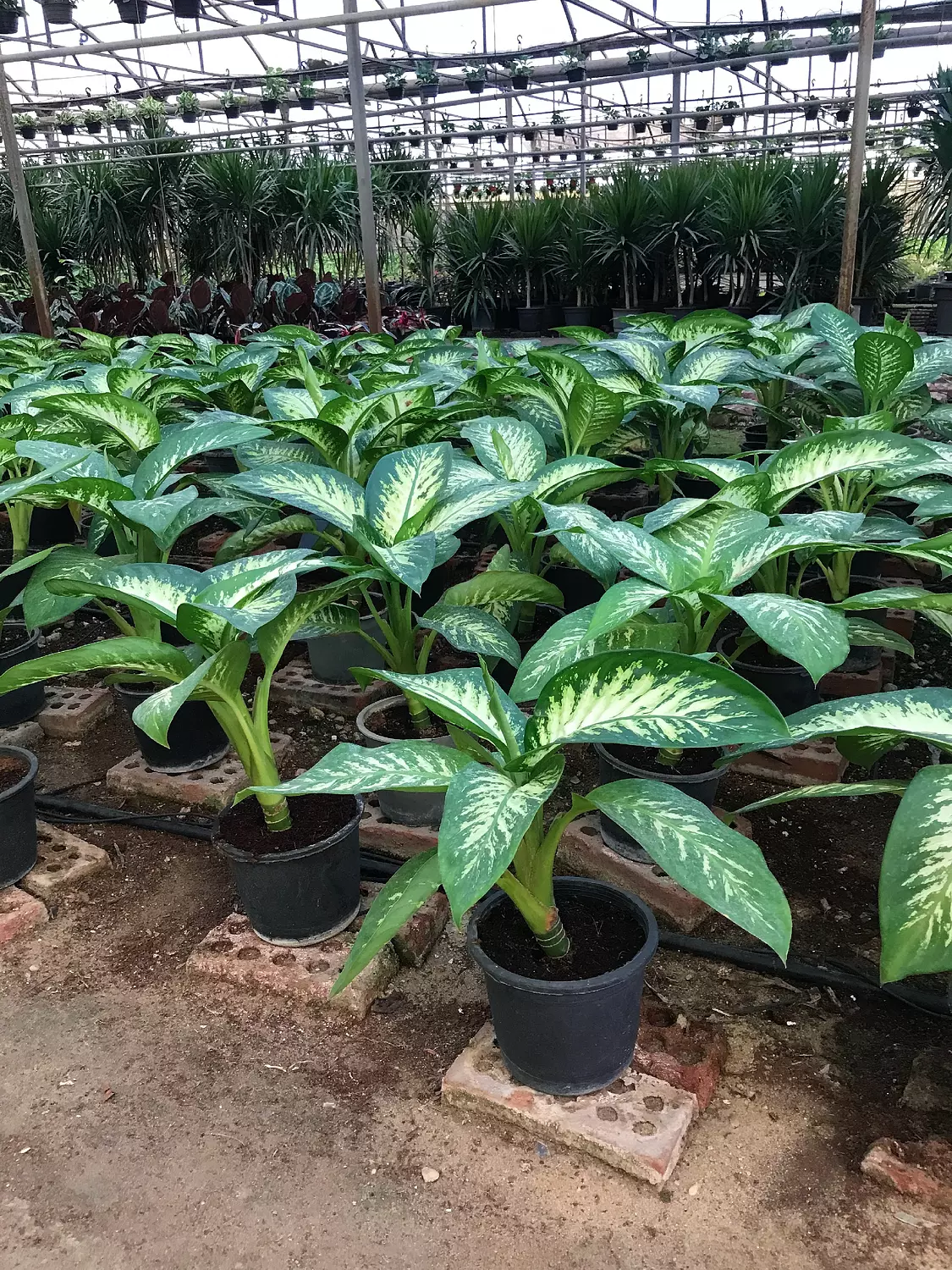 Dieffenbachia Tropic Snow hover image
