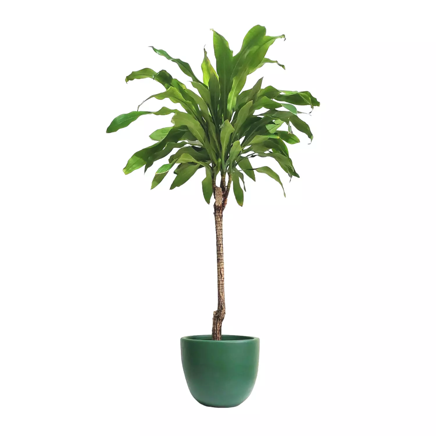 Dracaena fragrans image