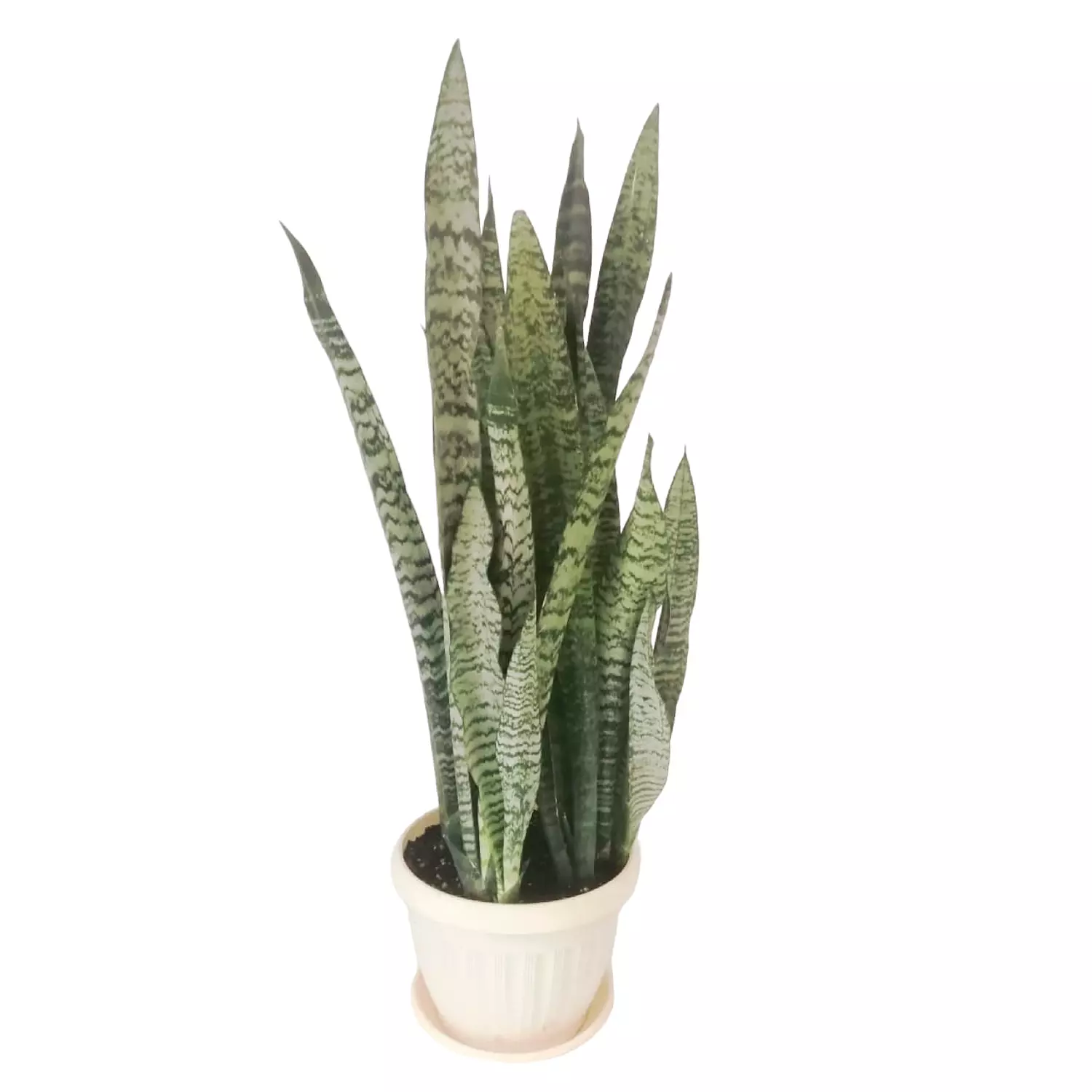 Snake Plant hover image